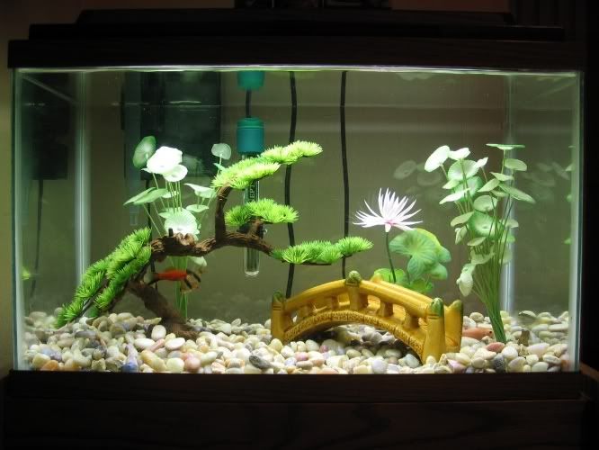 Betta Fish Tank Setup