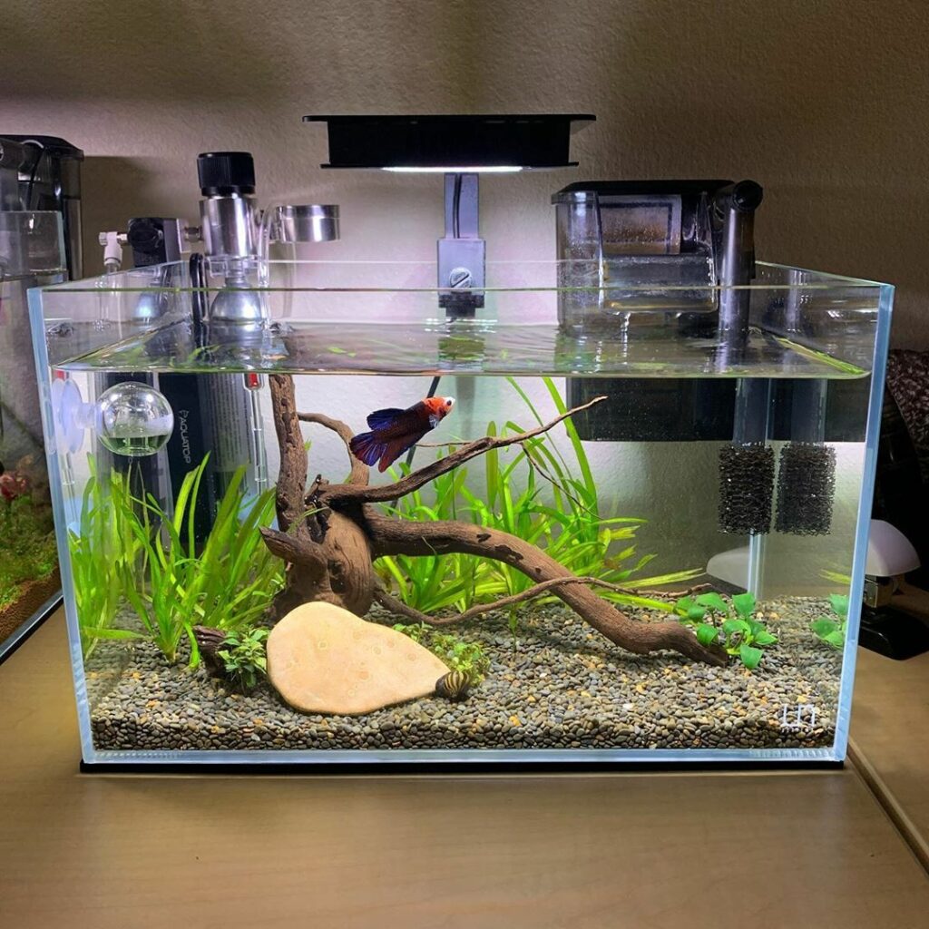 Betta Fish Tank Setup2