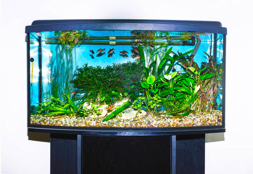 Betta Fish Tank Setup3