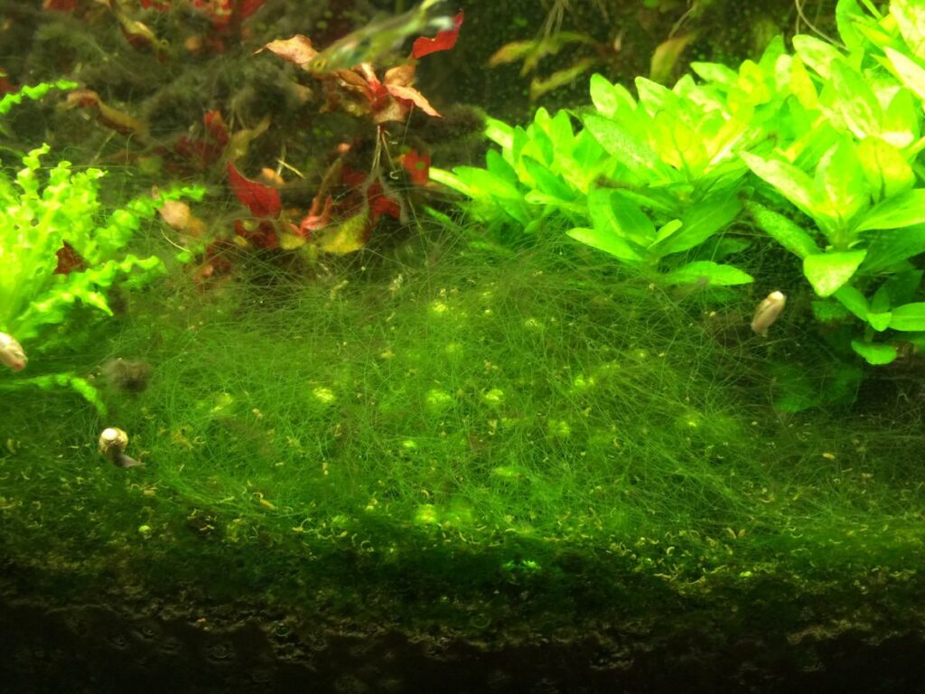 How to control filamentous green algae. (Hair, fur, fuzz, thread algae) -  The 2Hr Aquarist