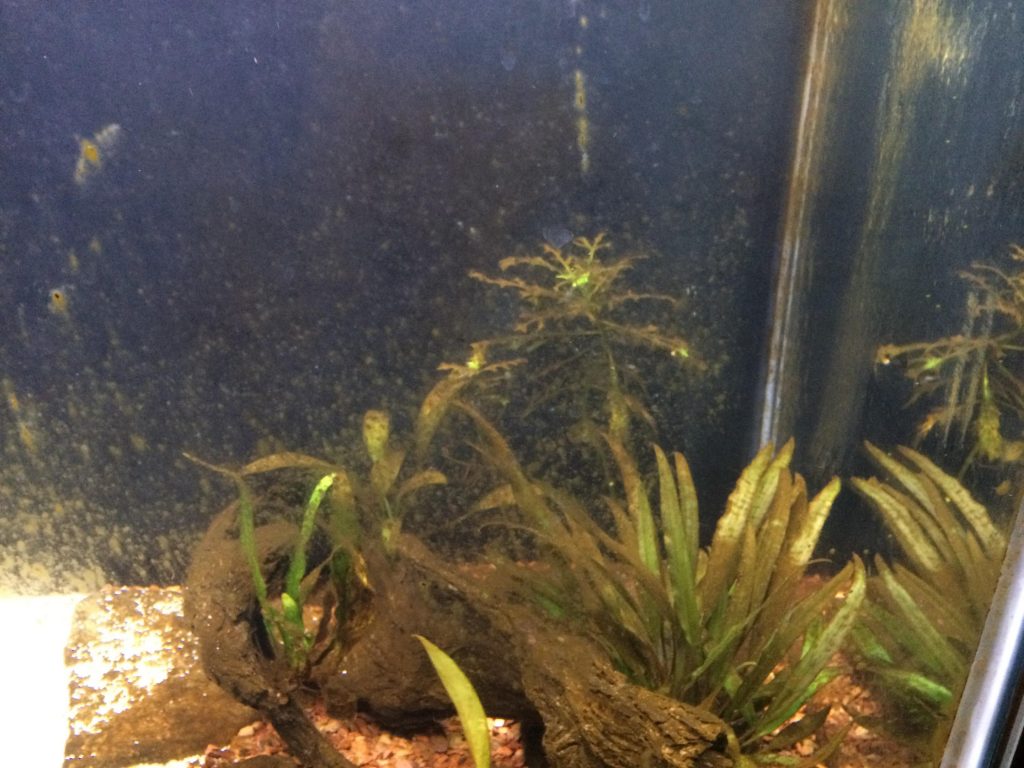 Freshwater Aquarium Algae