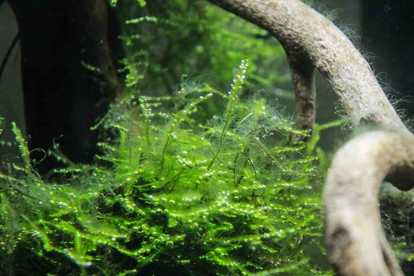 How to Treat Green Hair Algae In Fish Tank