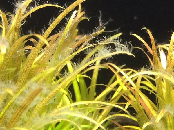 Fuzz Algae4