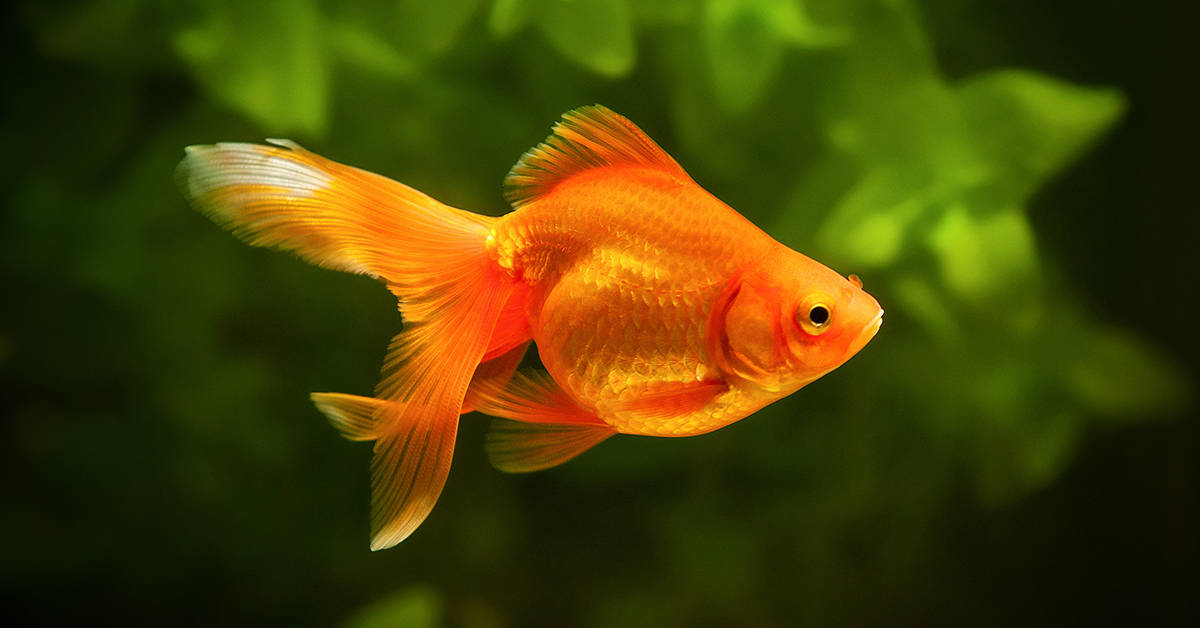 Can You Eat A Goldfish? - FishLab.com