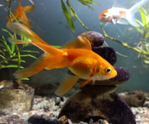Can You Eat A Goldfish? FishLab