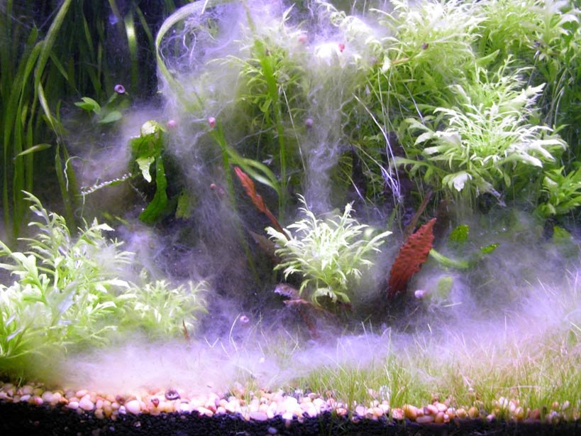 What's That White Fuzzy Stuff in Your Fish Tank?