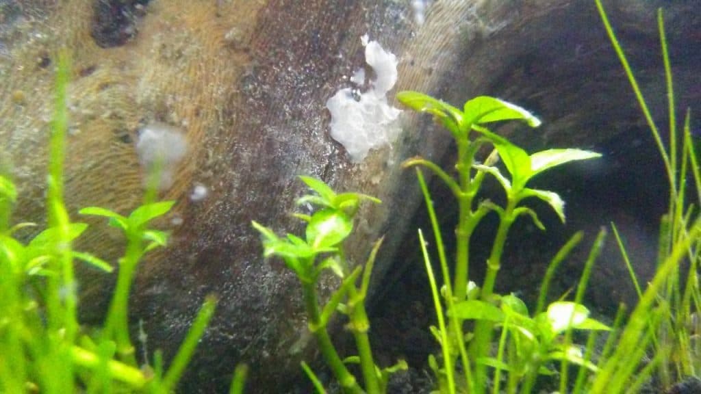 How To Grow Algae in Tanks – Our In-Depth, Helpful Guide