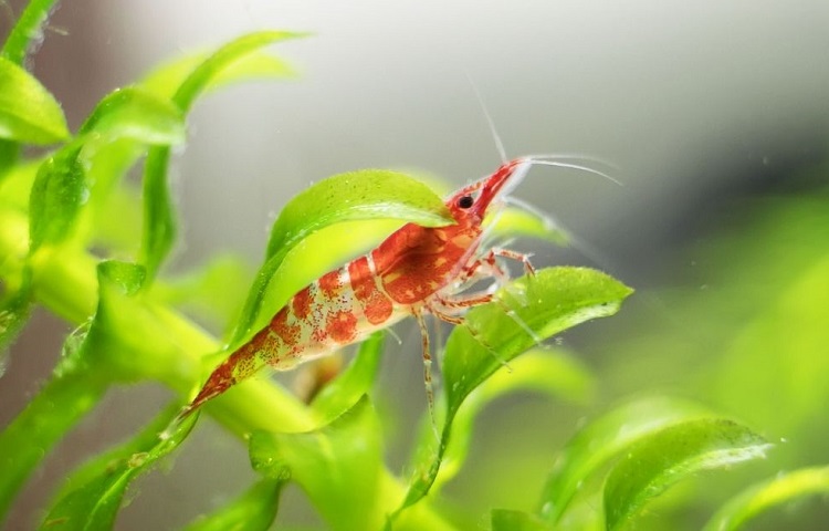 Ghost Shrimp can be kept with betta
