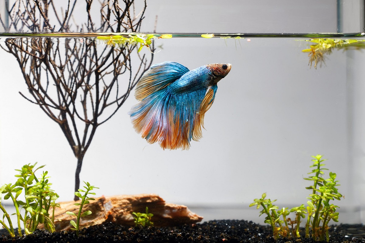 Perfect tank for a betta fish