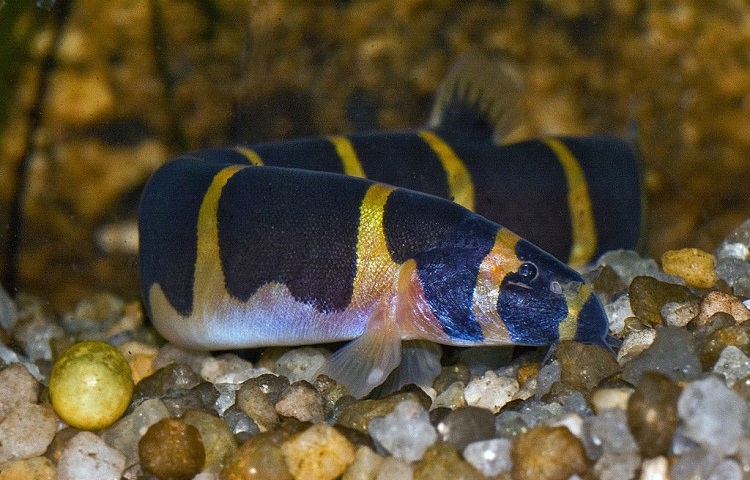 Kuhli Loach can be kept with betta