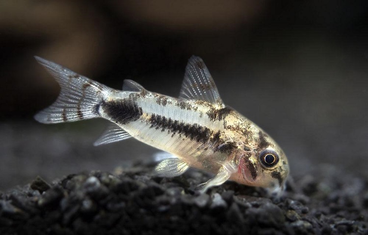 Pygmy Cory Catfish
