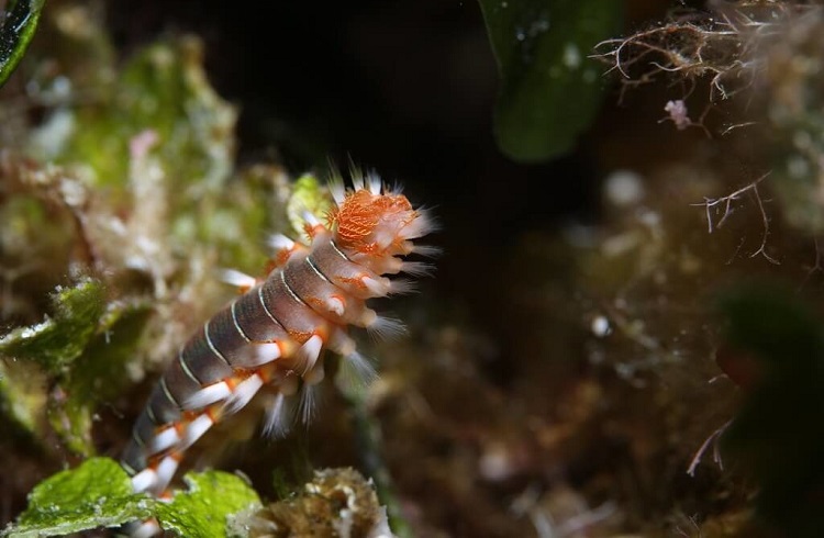 bristle worms in aquarium