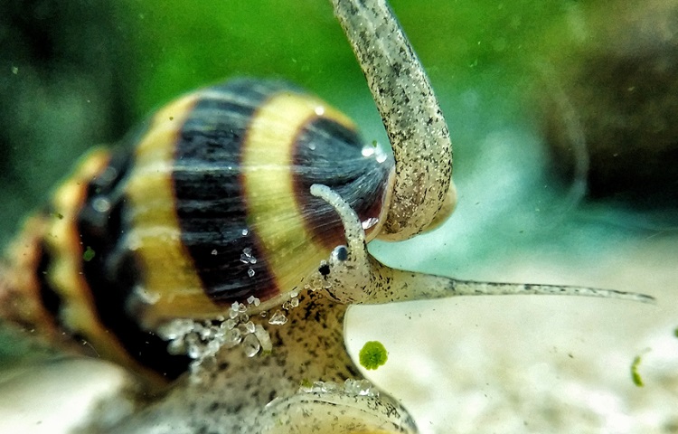 assasin snail