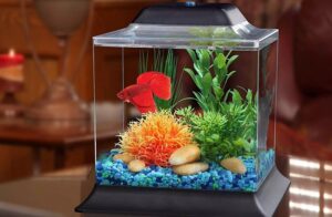 How To Take Care Of A Betta Fish - Ultimate Guide - FishLab
