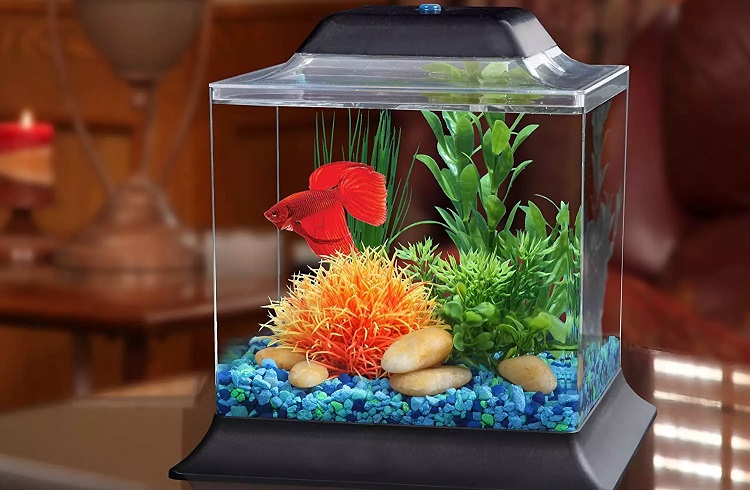 Betta fish maintenance sale