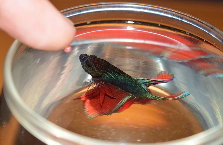 Care for betta hot sale fish in bowl