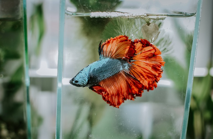 Betta Fish Glass Bowl - Spiffy Betta Bowls And Tips On Keeping Your Fish  Happy - Spiffy Pet Products