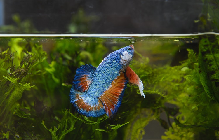 Female betta fish clearance care