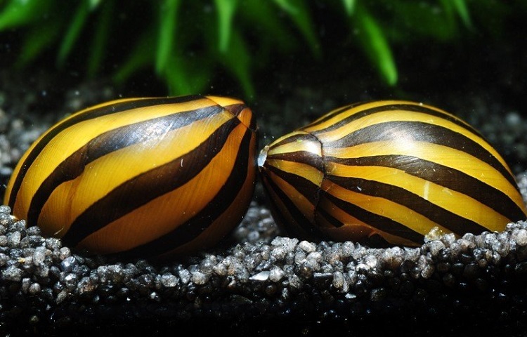 Zebra nerite snail