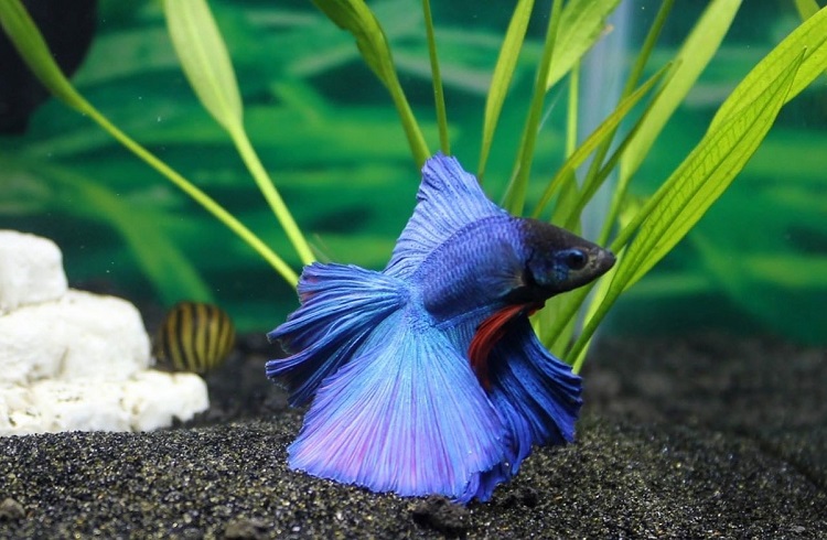 Betta Fish Care - Take Care of the Rarest Betta Fish