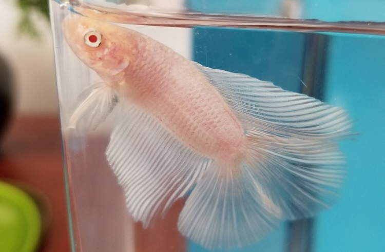 Albino type of bettas