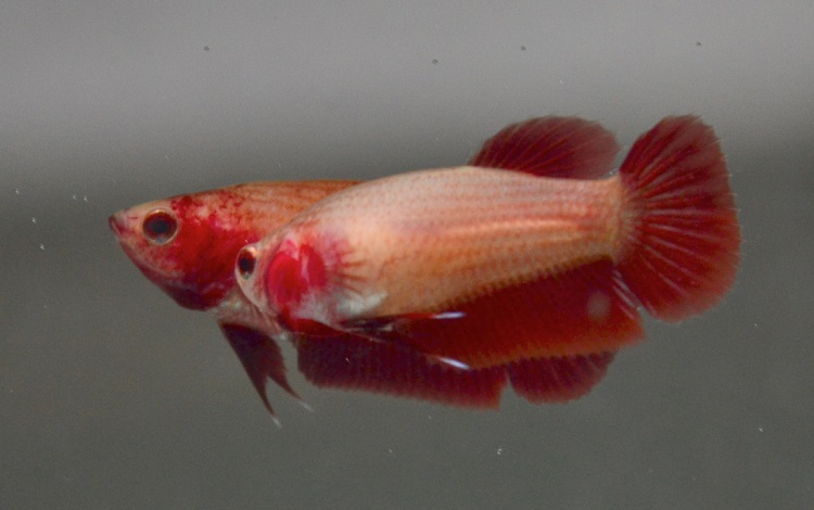 Cambodian betta fish