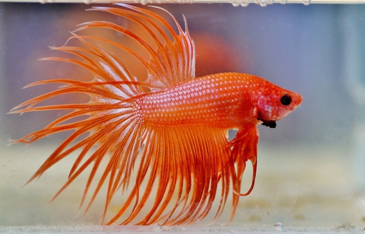 orange male betta fish