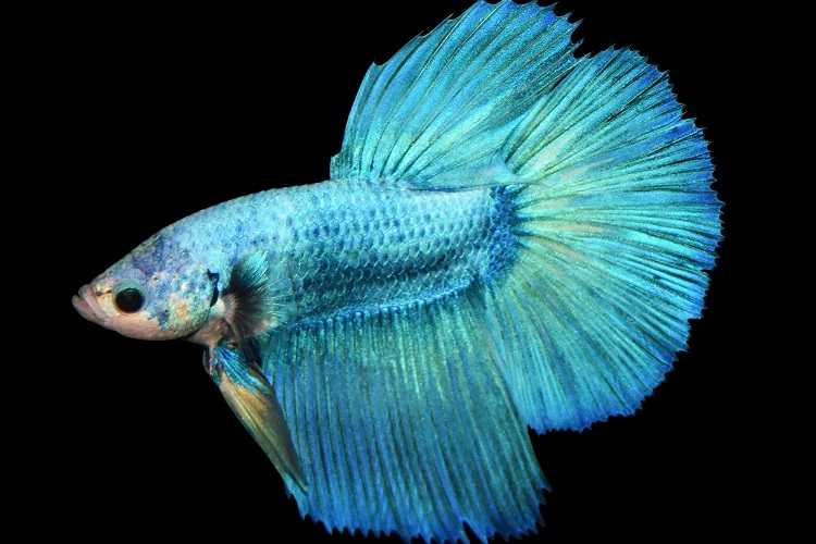 Delta tail betta