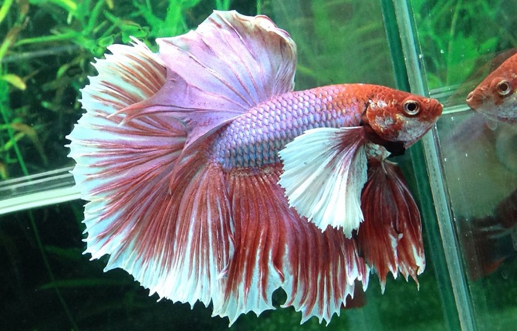 Dumbo betta