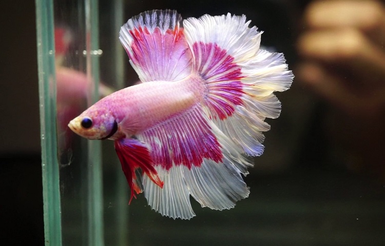 All betta clearance fish