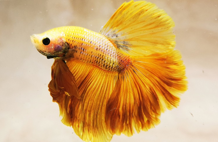 Types of Betta Fish Which is the Perfect One for You