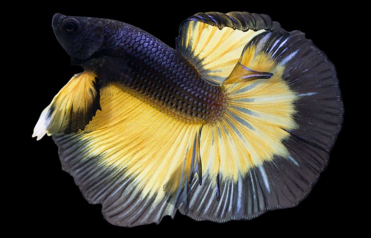 mustard gas betta fish