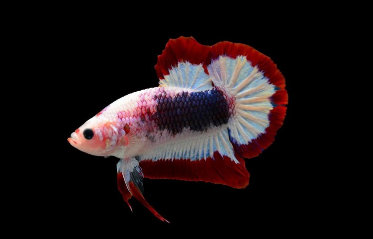 plakat betta type