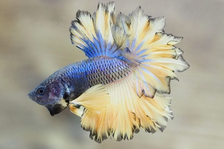 Fighter fish outlet varieties