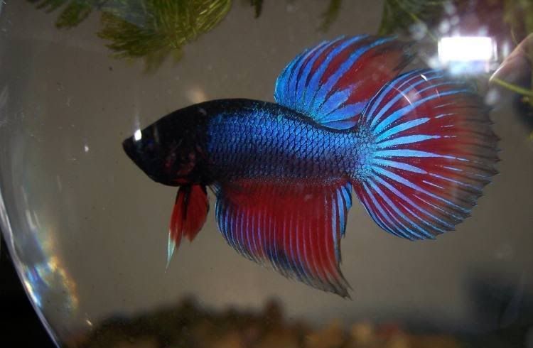 Super Delta Tail Betta