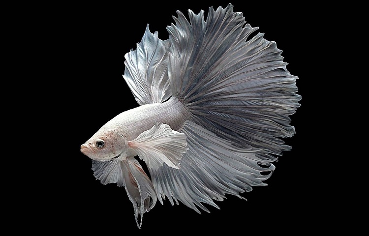 White coloured betta