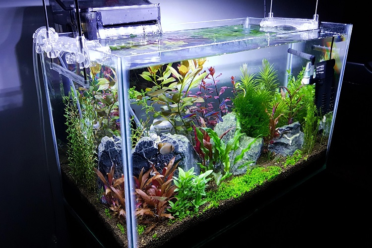 10 gallon fish tank themes