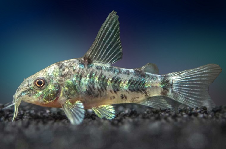 corydoras catfish