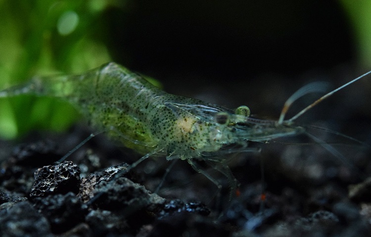 will ghost shrimp eat tadpoles