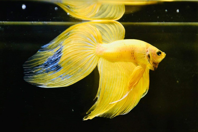 male veiltail betta