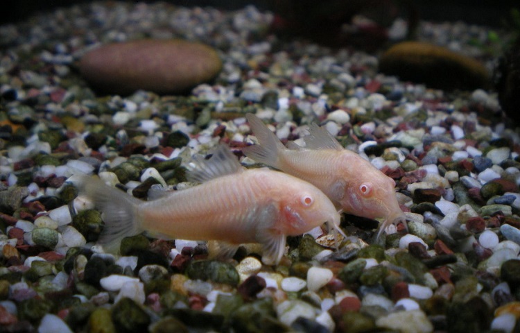 Albino Corydoras