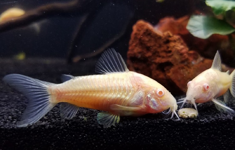 peppered cory catfish eggs