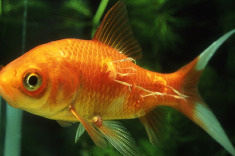 Common Goldfish Diseases & Illnesses (And Treatments)