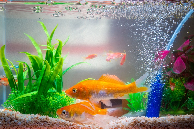 cool goldfish tank ideas