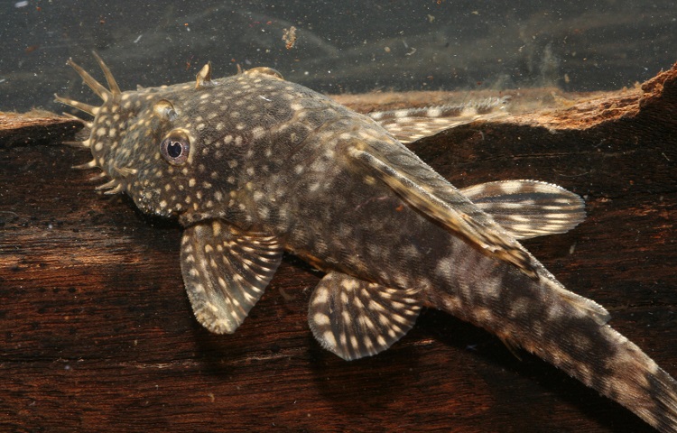 Bristlenose Catfish
