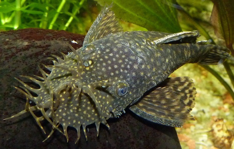 Bristlenose Pleco