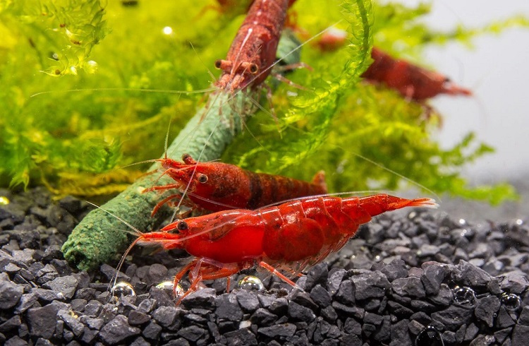 Cherry Shrimp