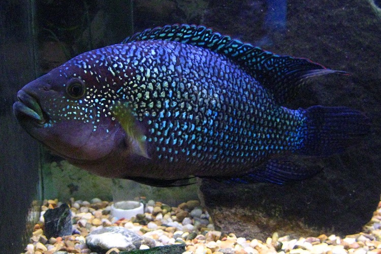 jack dempsey cichlid