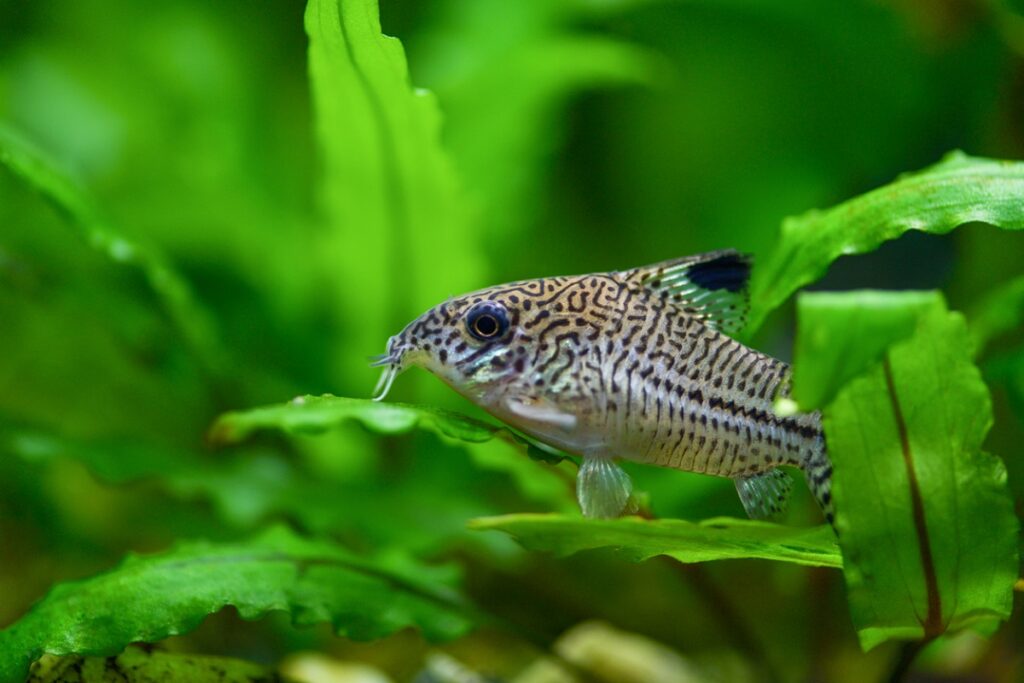 Corydoras paleatus catfish. Fish Corydoras mottled, speckled sitting on the leaf of plants in the aquarium. (Siluriformes)