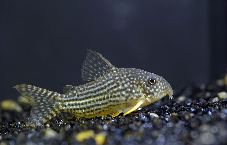 Corydoras Catfish